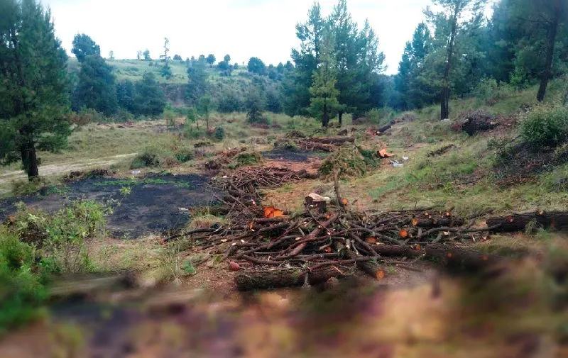 Policía Forestal