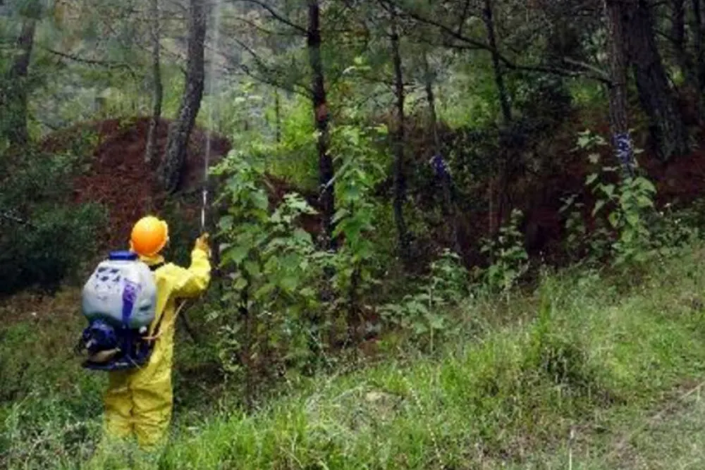 Investigadores BUAP desarrollan método biológico para controlar hongos patógenos en pinos