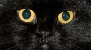 Campo de visión de los gatos, más amplio que el de los humanos