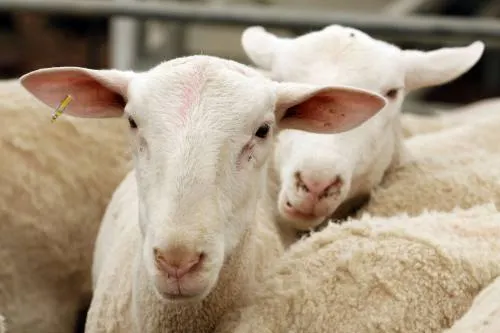 Sagarpa solicitó a alcaldes instalar albergues para mascotas de comopañia