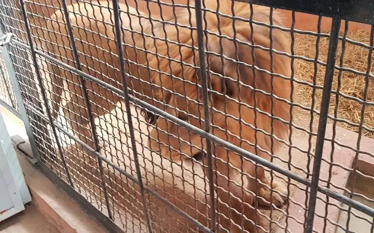 Aseguraron un león africano en una casa en Tezontepec de Aldama