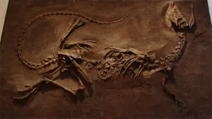 Hallan el dinosaurio con más problemas óseos del mundo