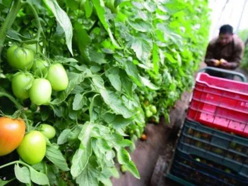 Subirá precio del tomate si EU impone cuotas a exportaciones mexicanas