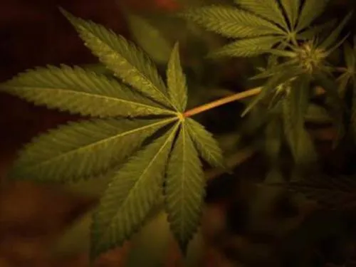 Con legalización no paró venta ilegal de mariguana en Canadá