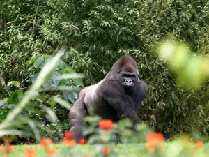 Está Derechos Humanos tras deceso de Bantú