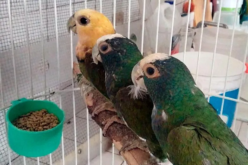 Profepa Loros Mercado Mixhuca