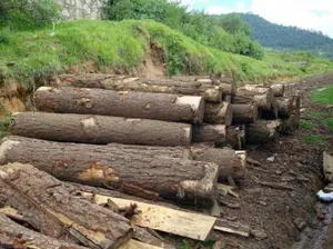 Profepa asegura precautoriamente madera