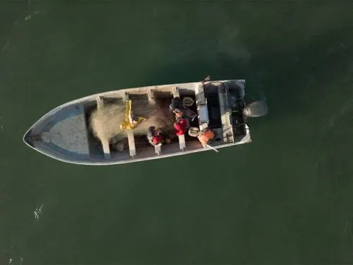 Vaquita Marina, crónica de una extinción anunciada