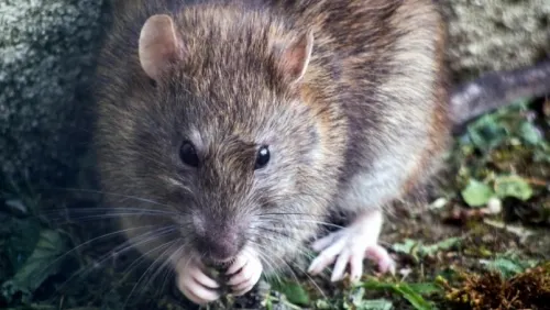 Ratas se vuelven más agresivas ante confinamiento de humanos: Especialista