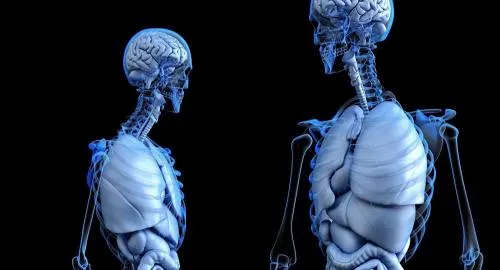 Órganos humanos a domicilio: una empresa rusa desvela todos los secretos de la bioimpresión