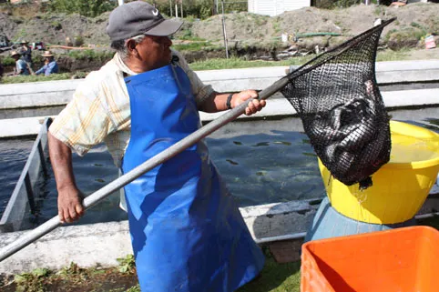 Garantizado el abasto de productos del mar en la entidad