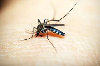 Reporta Secretaría de Salud de Puebla 12 casos de dengue en las últimas 24 horas