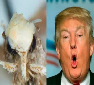Neopalpa donaldtrumpi, la nueva polilla que se parece a Trump