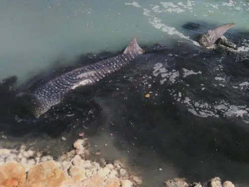 Video: Salvan inspectores de Profepa a tiburón ballena