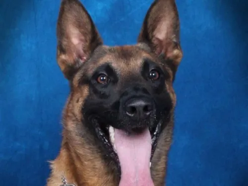 Muere perro policía por golpe de calor en EU