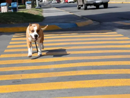 Estrenan en Nuevo León cruces seguros para perros