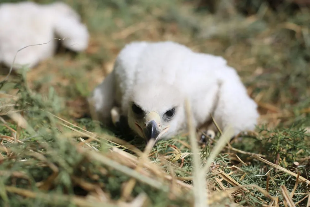 Nacen dos crías de Águila Real en Africam Safari