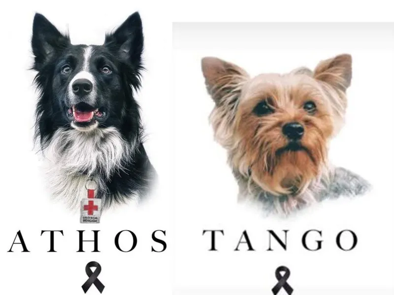Envenenan a Athos y Tango, perros rescatistas del sismo de 2017