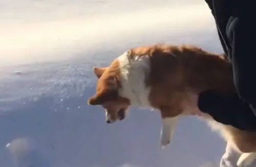 Un perro es arrojado desde un avión,descuida todo salió bien (video viral)