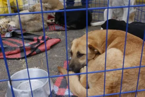 Ayuntamiento podría sancionar a quienes abandonen a sus mascotas