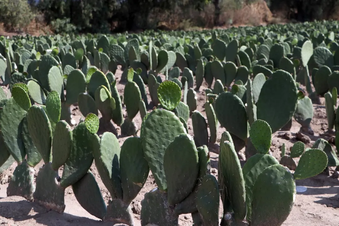 La Secretaría de Desarrollo Rural fomenta exportación de frutas y verduras