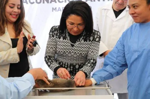 En marcha la Semana Nacional de  Vacunación Antirrábica Canina y Felina 2019