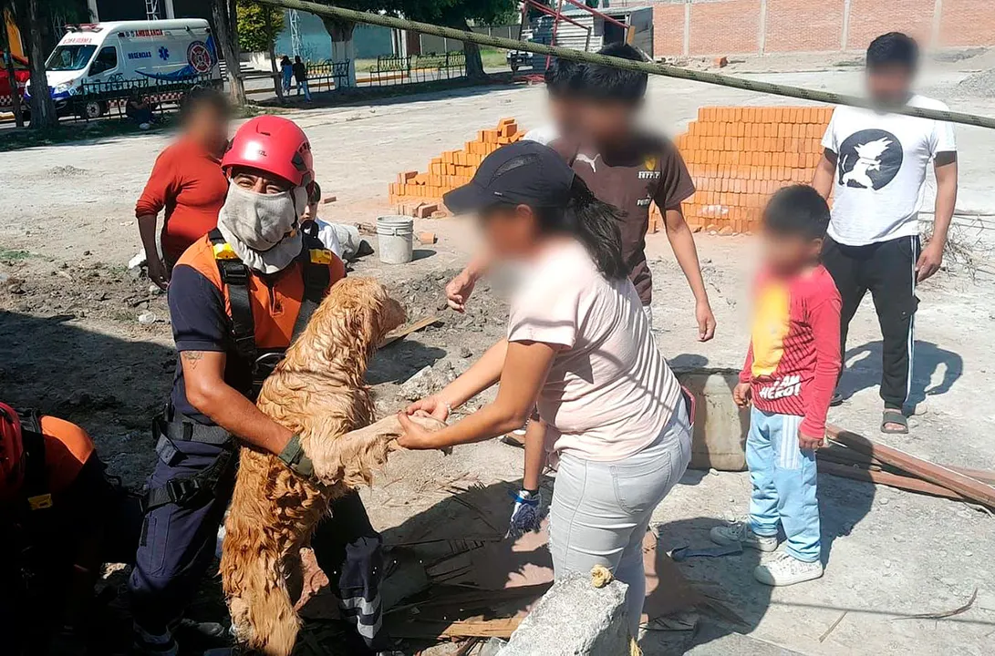 Rescate Perros Bomberos San Andres Cholula