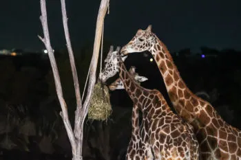 ¡Por fin!, la jirafa Benito llegó a Africam Safari tras poco más de 30 horas de viaje