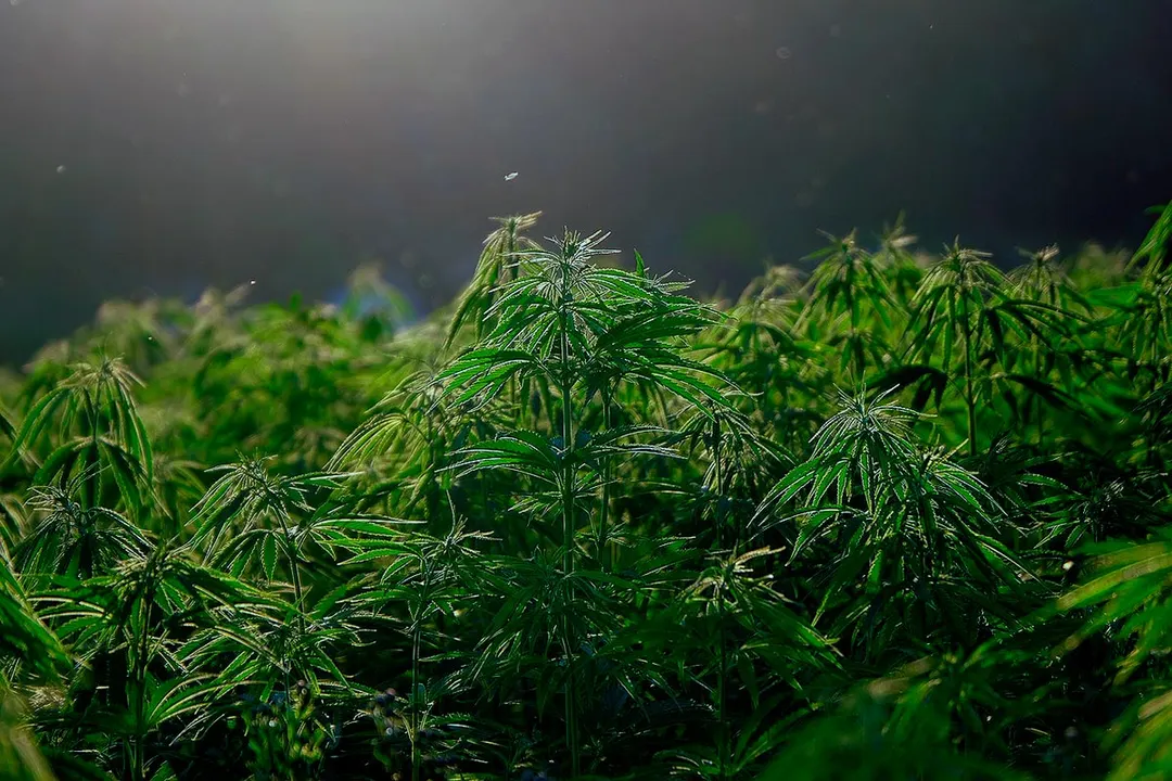 Mariguana Marihuana