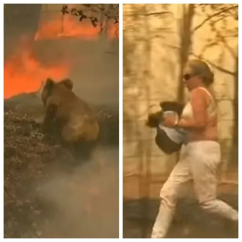Mujer salva a koala de morir en terrible incendio de Australia