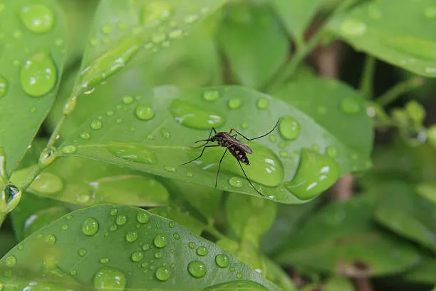 Mosquito dengue