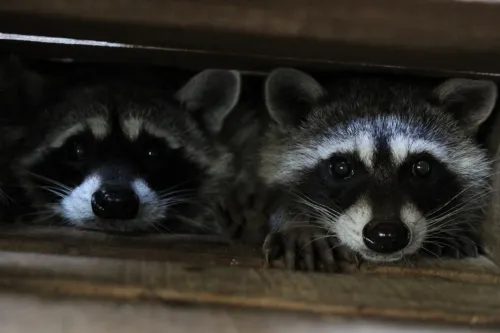 Puebla logra reproducción en cautiverio de especies en peligro de extinción
