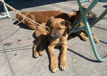 Realiza Ayuntamiento de Puebla Jornada Integral de Atención Animal en San Miguel Canoa