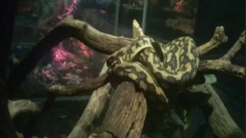 PROFEPA decomisa 62 reptiles y un anfibio al Herpetario de Six Flags