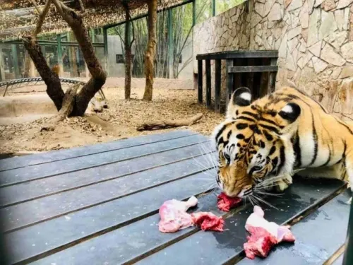Obtienen donativos para alimentar animales silvestres en zoológicos