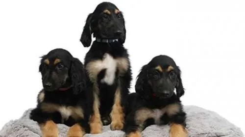 Logran clonar al primer perro clonado