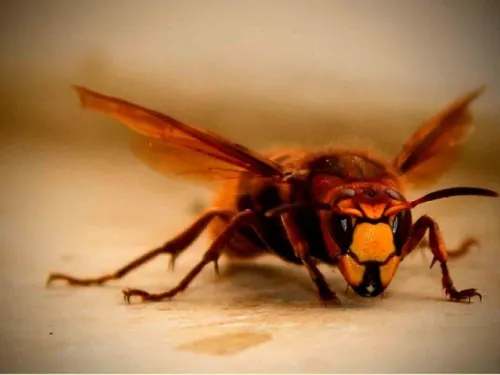 México activa vigilancia epidemiológica ante avispón gigante