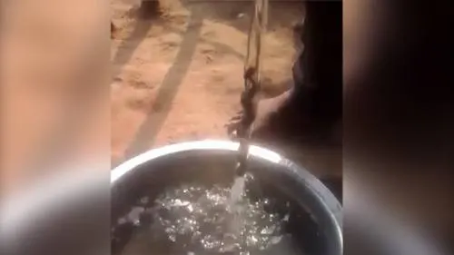 Captan una extraña PLANTA ANTIGRAVEDAD capaz de trepar por un FLUJO de AGUA