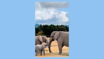 Africam Safari compartió en sus redes el nacimiento de un elefantito