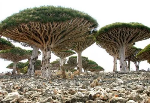 Socotra: la isla yemení que parece sacada de un planeta alienígena