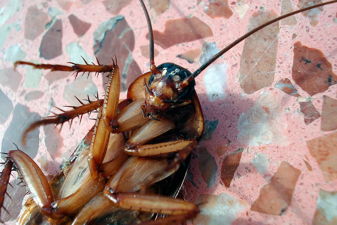 cucaracha