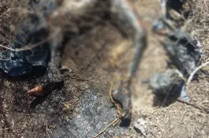 Encuentran cadáver de hombre calcinado en Tecamachalco