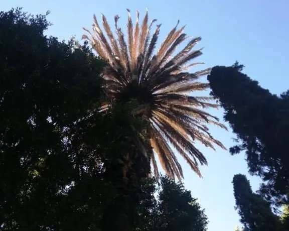 Detectan plagas en árboles del zócalo y colonia La Paz