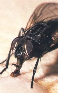 España descubre el primer caso mundial de miasis en humanos