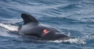 La Haya ordena detener matanza de ballenas a Japón