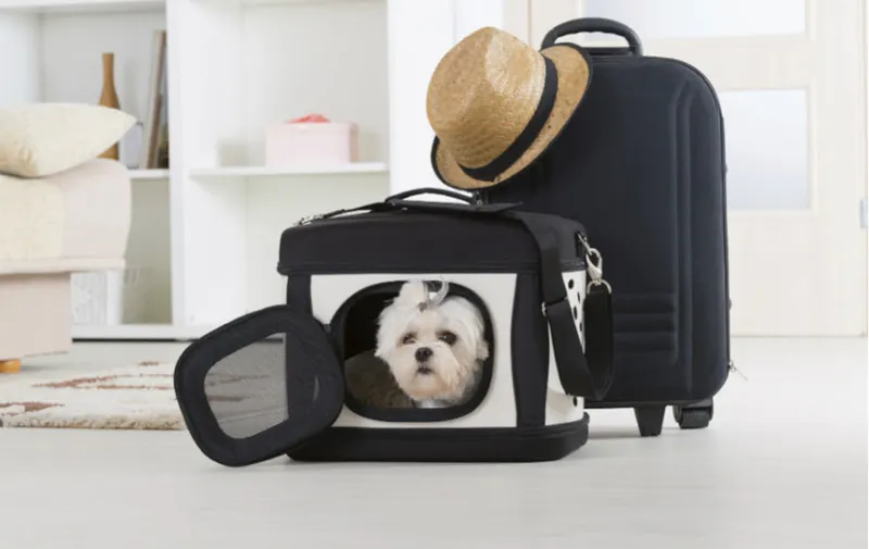 Tips para viajar en avión con tu mascota