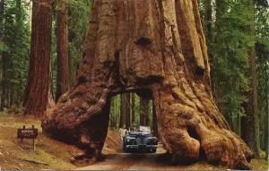Tormenta derriba icónico “árbol túnel” de California