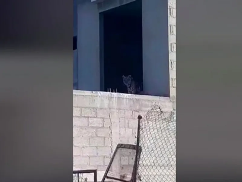 Alertan por presencia de tigre en Tizayuca, Hidalgo