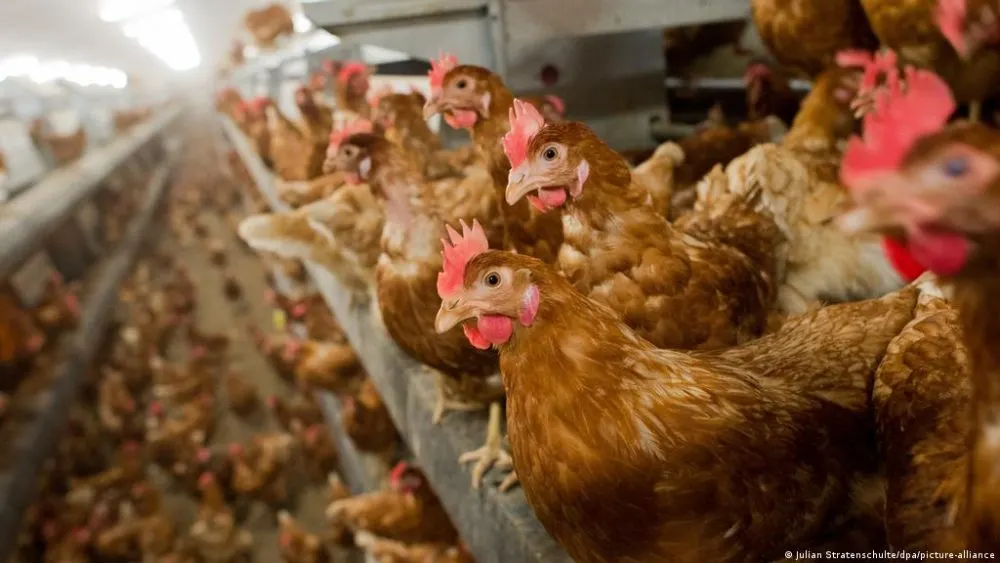 España sacrifica miles de gallinas por brote de gripe aviar