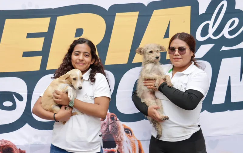 Ariadna Ayala impulsa adopciones responsables, beneficiando a 202 lomitos en Atlixco 